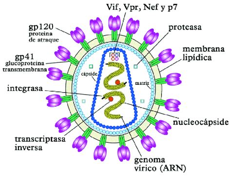 Estructura Del Virus De La Leucosis Sarcoma Aviar Alsv Structure Of