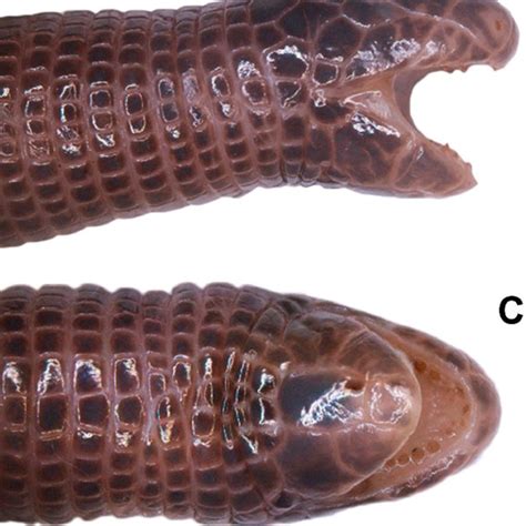 (PDF) A new species of Amphisbaena (Squamata: Amphisbaenidae) from the ...