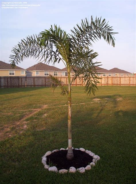 Plantfiles Pictures Wodyetia Species Foxtail Palm Wodyetia