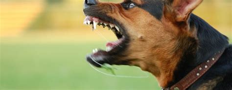 Porque O Cachorro Fica Bravo De Repente - Cachorro bravo: 5 dicas para acalmá-lo| Blog da Pet Anjo