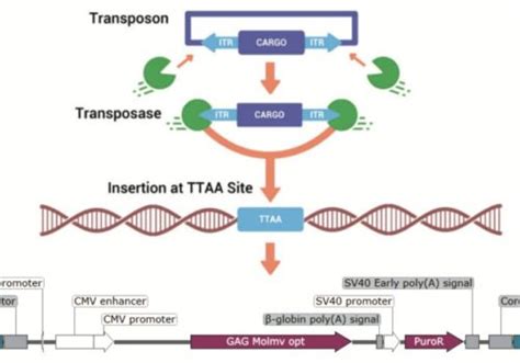 A PiggyBac Mediated Transgenesis System For The Temporary Expression Of