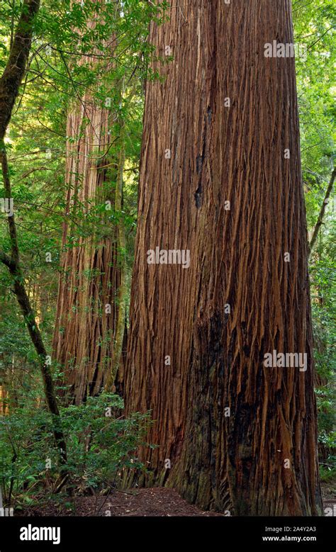 Ca03709 00california Massive Redwood Trees In The Tall Trees Grove