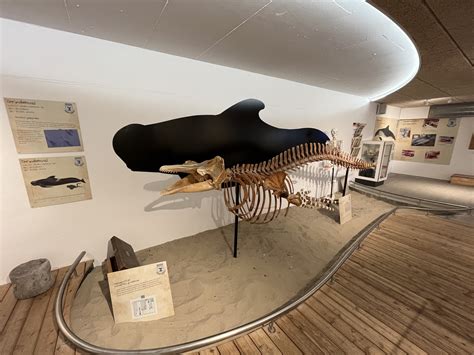 Whale Museum - Pilot Whale Skeleton - ZooChat