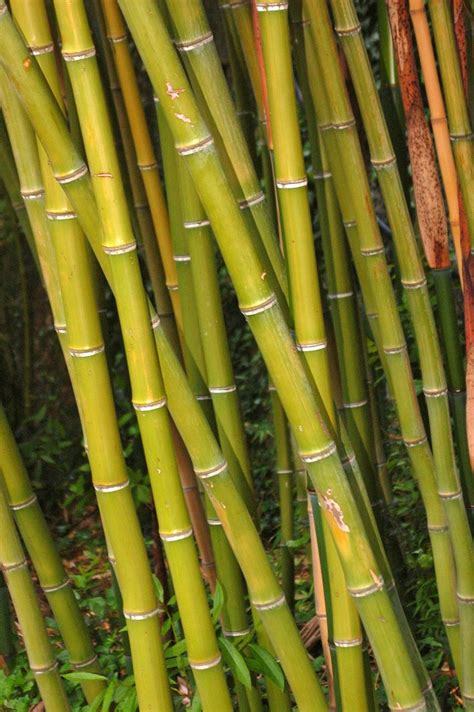 23 Konsep Top Gambar Hiasan Bambu China