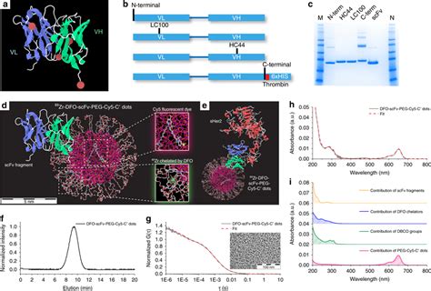 Site Specific Engineering Of Anti HER ScFv Fragments And Synthesis Of