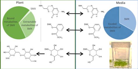 Metabolism Of Sulfamethoxazole By The Model Plant Arabidopsis Thaliana Environmental Science