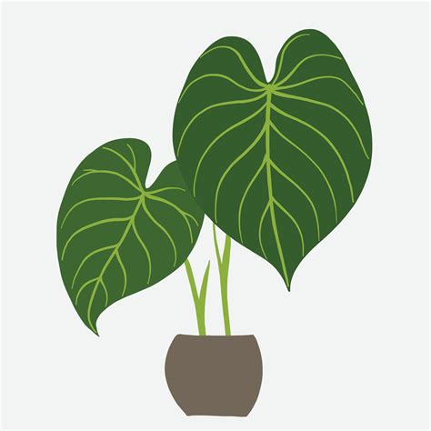 Simplicity Philodendron Gloriosum Houseplant Simplicity Freehand