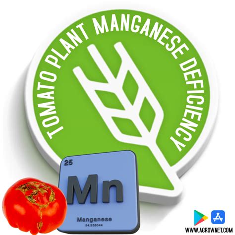 Tomato Plant Manganese Deficiency The Impact Of Manganese Deficiency On Tomato Plants Causes