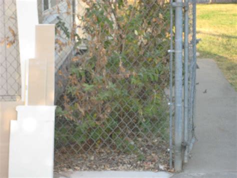 Western Fence Lizard Sitting on its Haunches - Foothill Sierra Pest Control