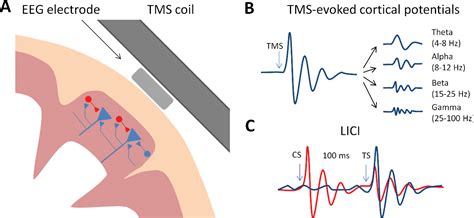 Figure 2 from Cortical inhibition, excitation, and connectivity in ...