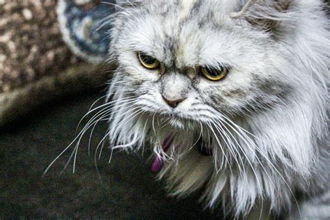 Angry Anger Cat Free Photo On Pixabay Pixabay