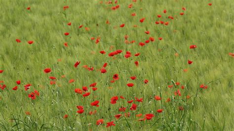 Wallpaper Field Summer Poppies Steppe Flower Grassland Flora