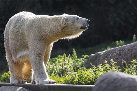 Definitive Guide To Polar Bear Facts, Habitat, Conservation Status, Zoo Populations, Pictures On ...