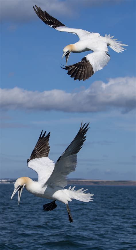 Northern Gannet By Martyn Jones Birdguides