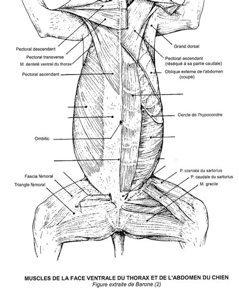 Diagramme De Muscles De L Abdomen Quizlet