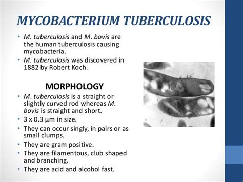 Mycobacterium Tuberculosis