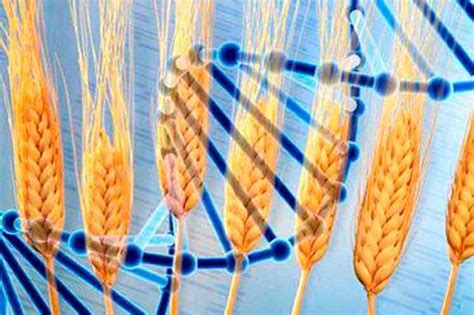 Secuencian Científicos Genoma De 15 Variedades De Trigo