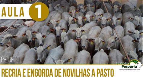 Projeto De Recria E Engorda De Novilhas A Pasto Aula 1 YouTube