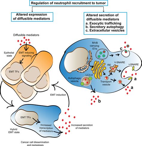 Frontiers The Recruitment Of Neutrophils To The Tumor