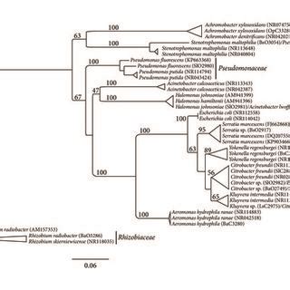 Phylogenetic Position Of Local Bacterial Isolates By Maximum Likelihood