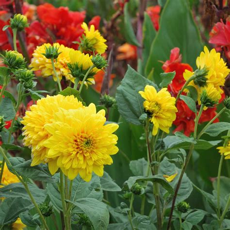 Helianthus 'Loddon Gold' – Hills Perennials