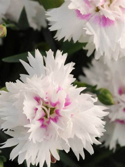 Dianthus 'Everlast White+Eye' 6" - Trinity Greenhouse