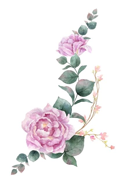 Premium Vector Watercolor Vector Hand Painting Illustration Of Peony