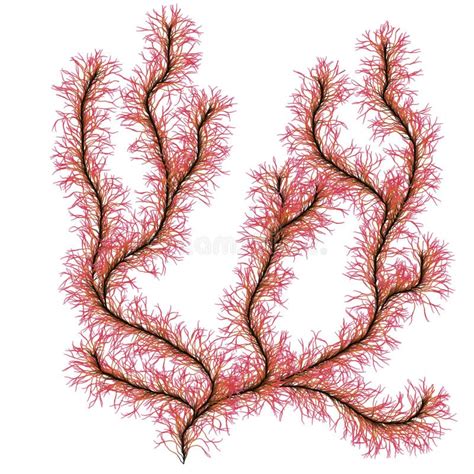 Red sea algae stock illustration. Illustration of thready - 53509287