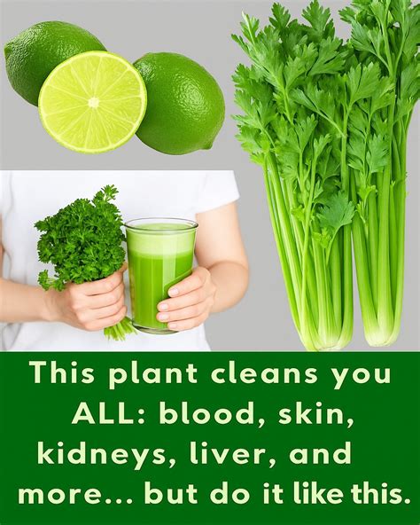 Celery Juice: Unlock Gentle Detox for Kidneys, Liver, and Lungs – Recipes