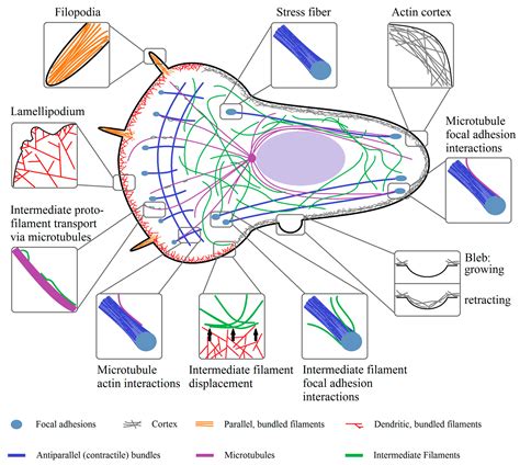 Cells Free Full Text The Cytoskeleton—a Complex Interacting Meshwork