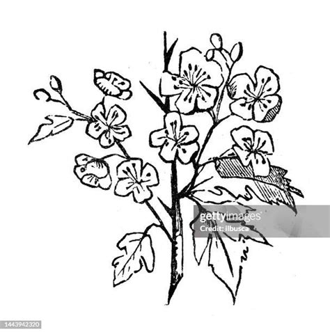 hawthorn flowers   premium high res pictures getty images