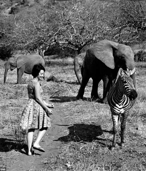 80 Year Old Elephant Grandmother Raised Rhinos Buffalo Gazelles And