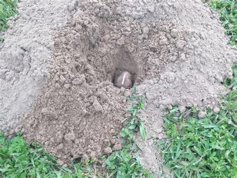 How To Get Rid Of Gophers In Your Yard And Garden