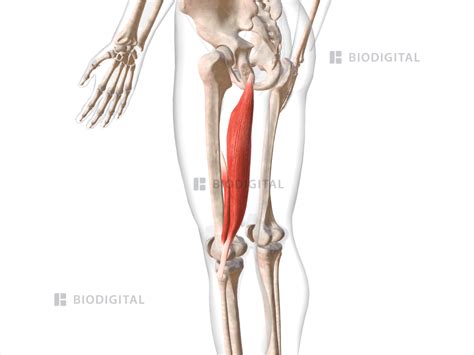 Left Biceps Femoris Biodigital Anatomy