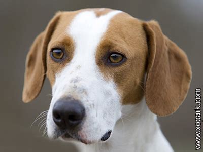 Chien Courant D Istrie Poil Ras Istrian Shorthaired Hound