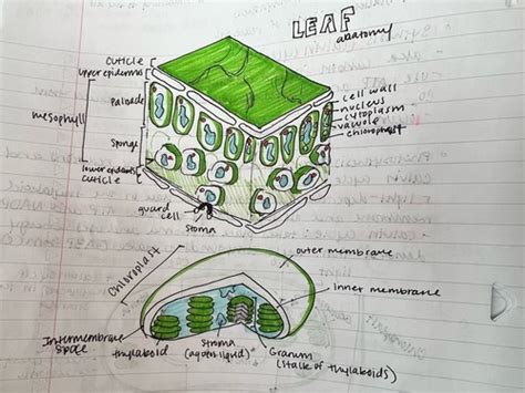 Photosynthesis Flashcards Quizlet