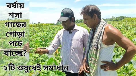 বর্ষায় শসা গাছের গোড়া পচা রোগের কারণ ও সমাধান। ‍how To Control