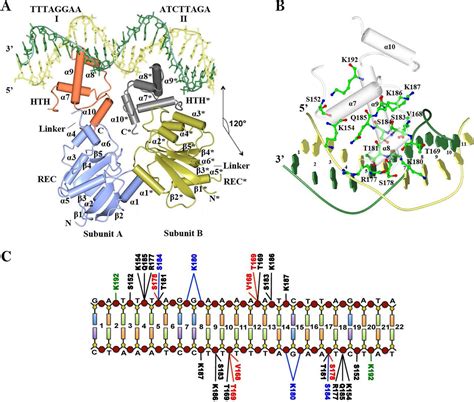 Structural Basis For Dna Recognition By The Two Component Response