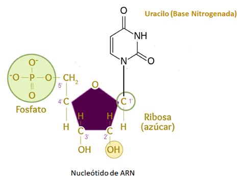 ARN mensajero mRNA una molécula con potencial aplicación terapéutica