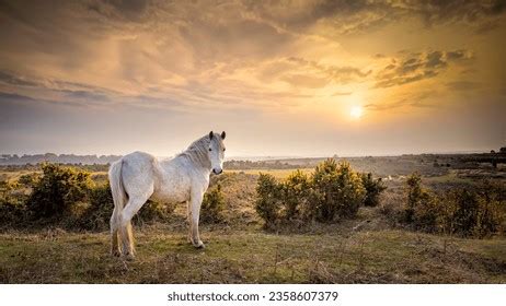 forest brockenhurst ponies images stock   objects