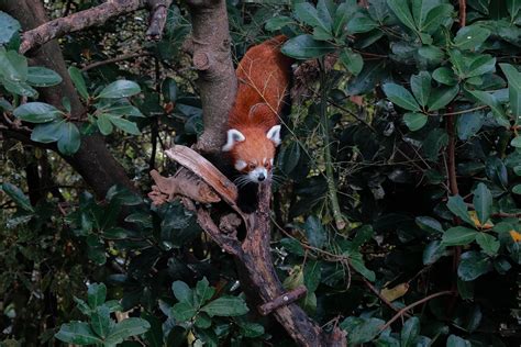 Red pandas at Wellington Zoo : r/redpandas