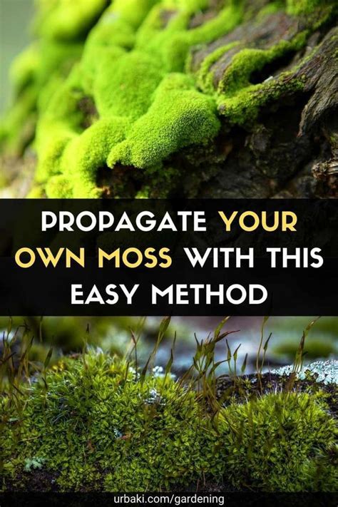 Propagate Your Own Moss With This Method Growing Moss Moss Plant Moss Garden