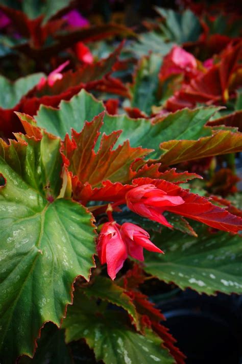 Red And Green Leaves On A Plant With Water Droplets All Over Its Petals