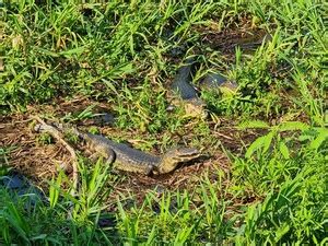 Pantanal como é viajar pela estrada de terra que atravessa a natureza