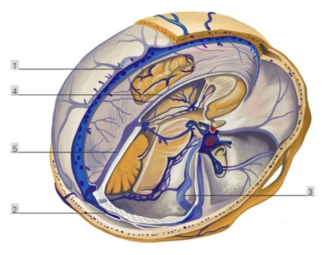 Sinuses Diagram Quizlet