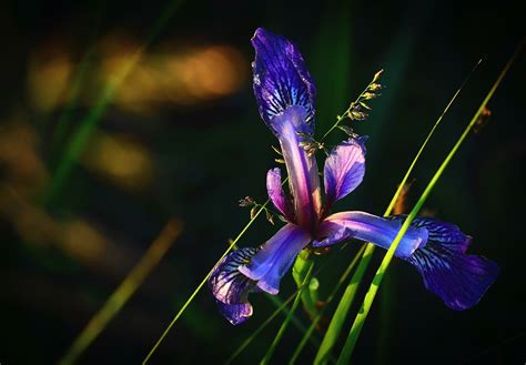 Iris versicolor,flower,nature,colors,free pictures - free image from ...