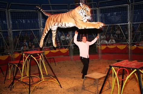 Zurzeit In Hof Zirkus Mit Turbulenter Vergangenheit Hof Frankenpost