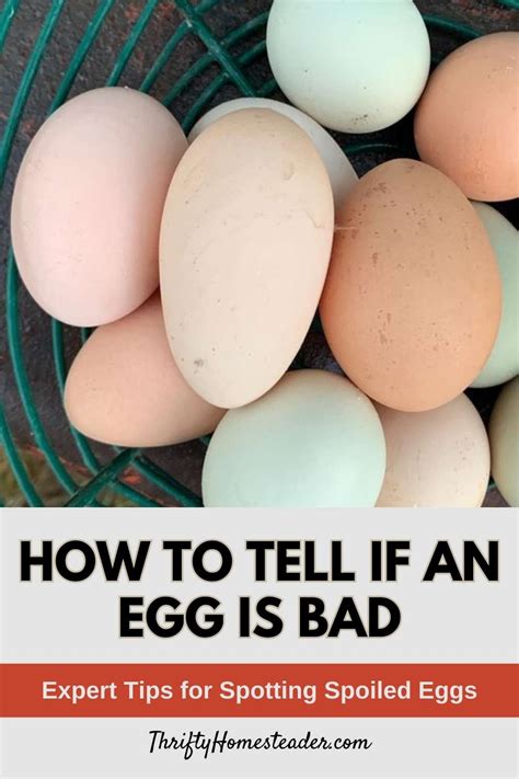 How To Tell If An Egg Is Bad Expert Tips For Spotting Spoiled Eggs