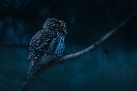 Night Owl Photos, Download The BEST Free Night Owl Stock Photos & HD Images