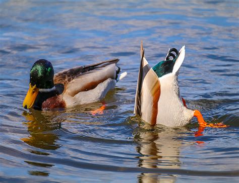 How To Attract Wild Ducks To Your Pond Wildthings